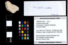 Foto (Objekt + Etiketten) von Goniodromitidae indet. 